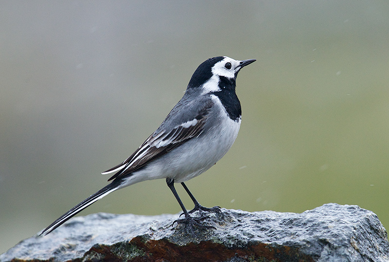 Linerle - White wagtail (Motacilla alba).jpg